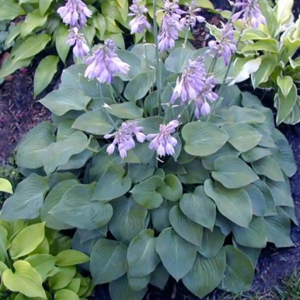 Crin de Toamna (Hosta) Blue Cadet, planta perena cu frunze albastre si flori mov