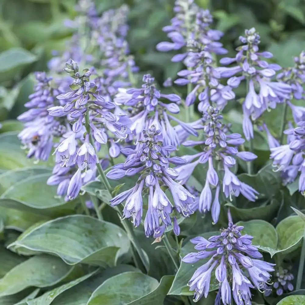 Crin de Toamna (Hosta) Blue Cadet, planta perena cu frunze albastre si flori mov