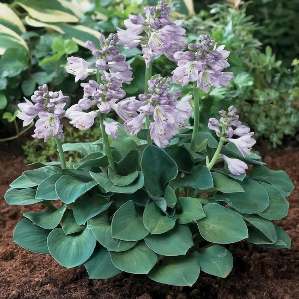 Crin de Toamna (Hosta) Blue Cadet, planta perena cu frunze albastre si flori mov