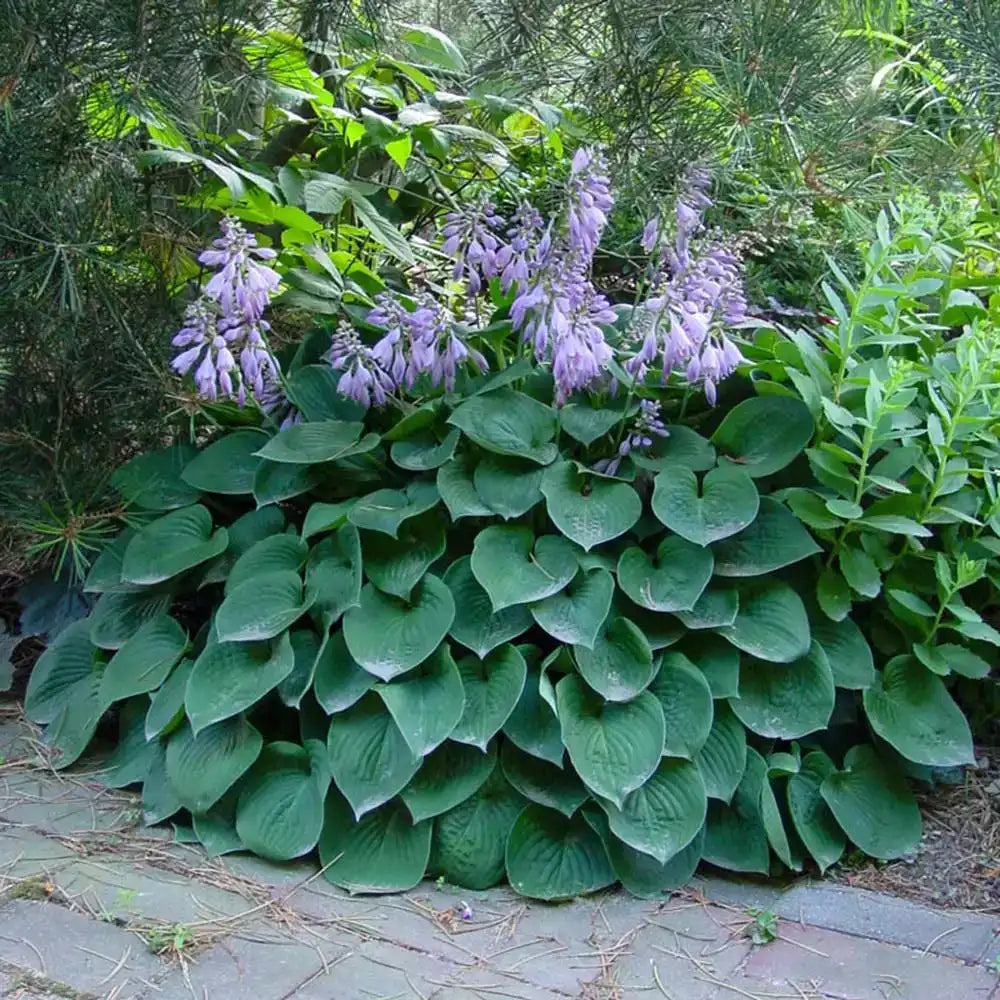 Crin de Toamna (Hosta) Blue Cadet, planta perena cu frunze albastre si flori mov
