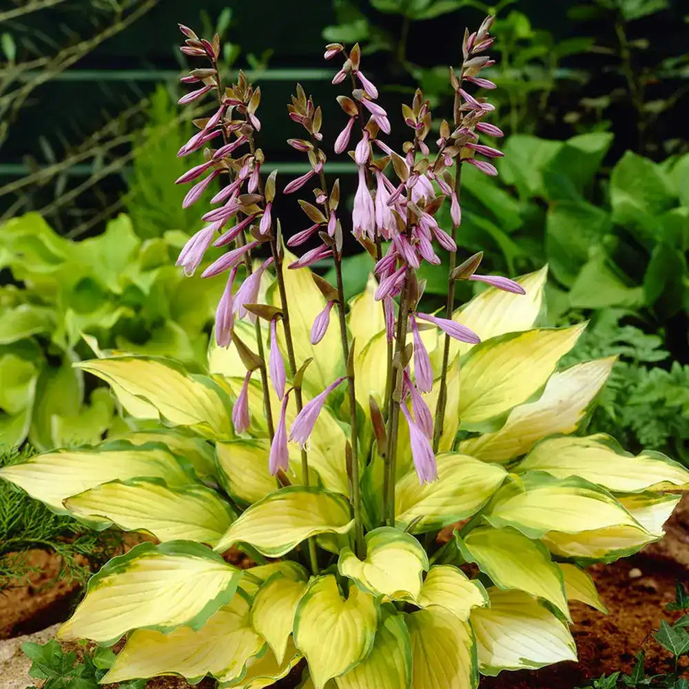 Crin de Toamna (Hosta) Lady Guinevere, planta perena cu frunze variegate si flori lavanda