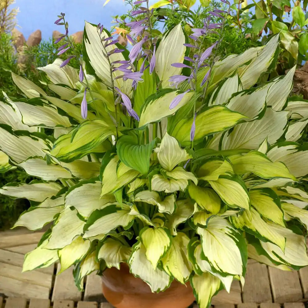 Crin de Toamna (Hosta) Lady Guinevere, planta perena cu frunze variegate si flori lavanda