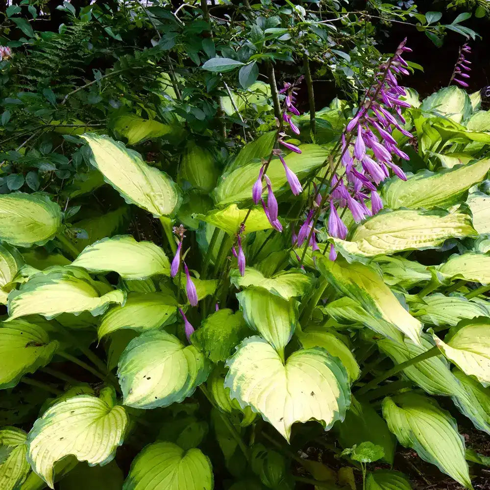 Crin de Toamna (Hosta) Lady Guinevere, planta perena cu frunze variegate si flori lavanda