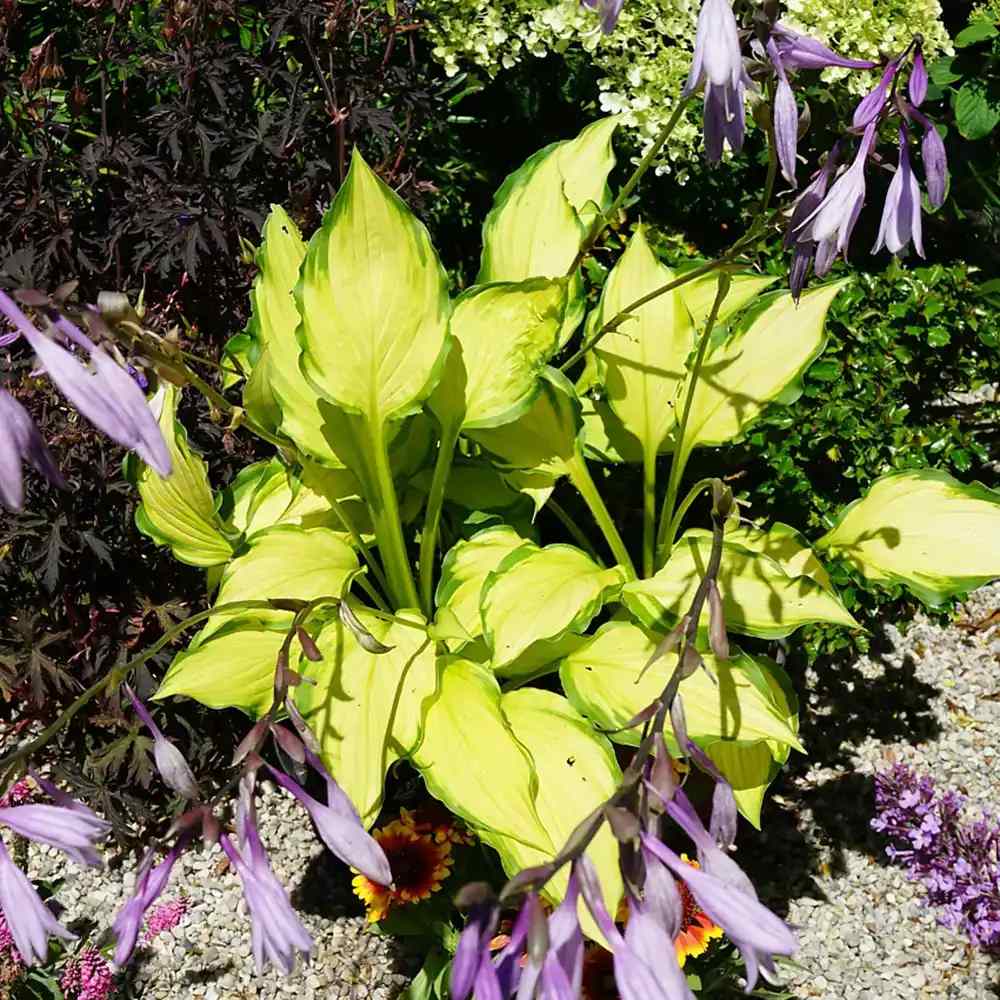 Crin de Toamna (Hosta) Lady Guinevere, planta perena cu frunze variegate si flori lavanda