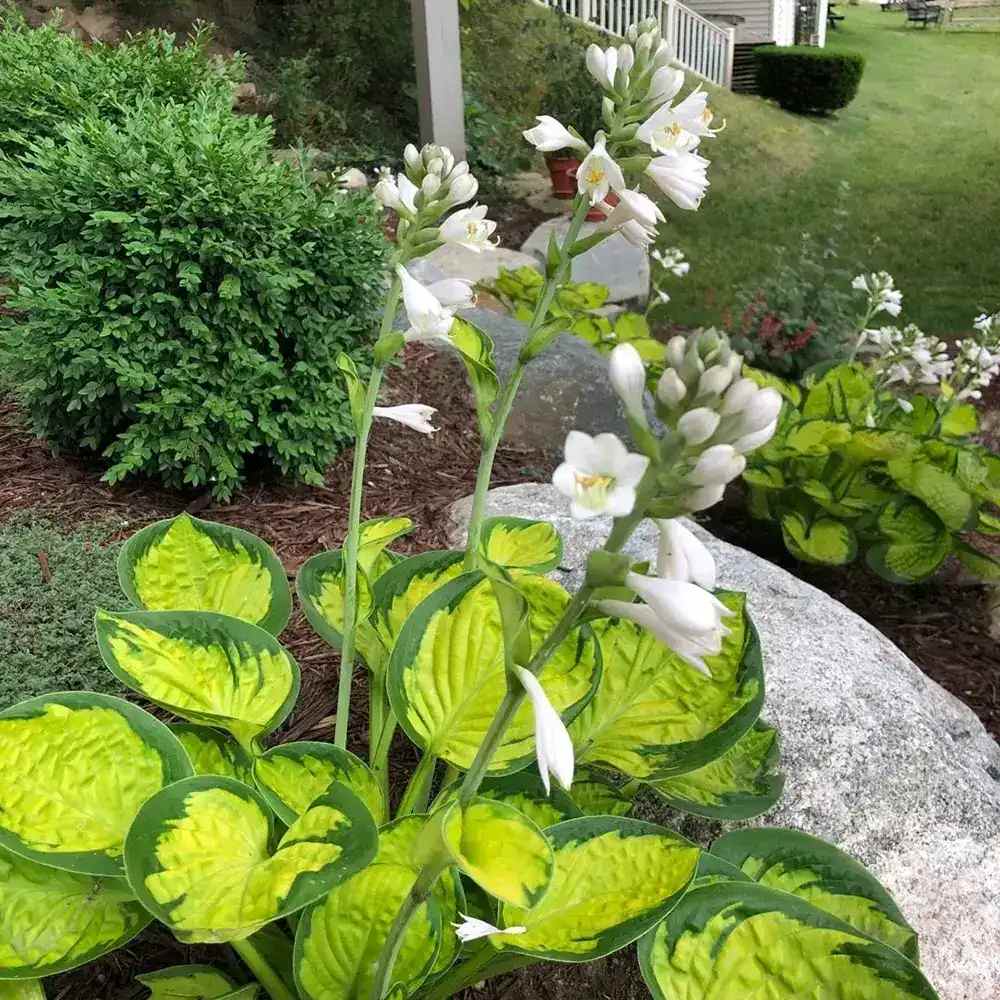 Crin de Toamna Rainforest Sunrise, planta perena de umbra cu frunze galbene