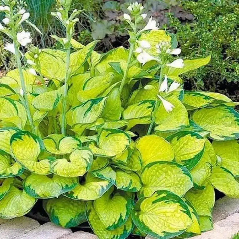 Crin de Toamna Rainforest Sunrise, planta perena de umbra cu frunze galbene