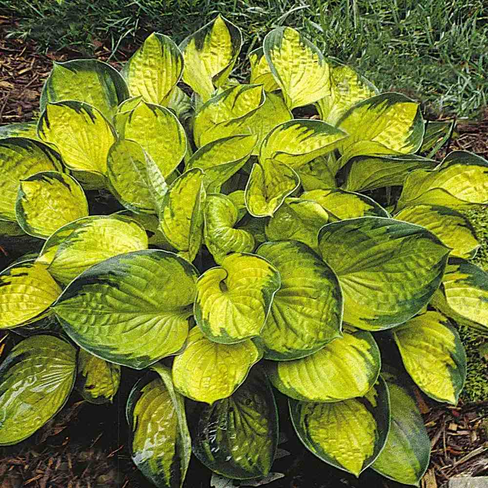 Crin de Toamna Rainforest Sunrise, planta perena de umbra cu frunze galbene