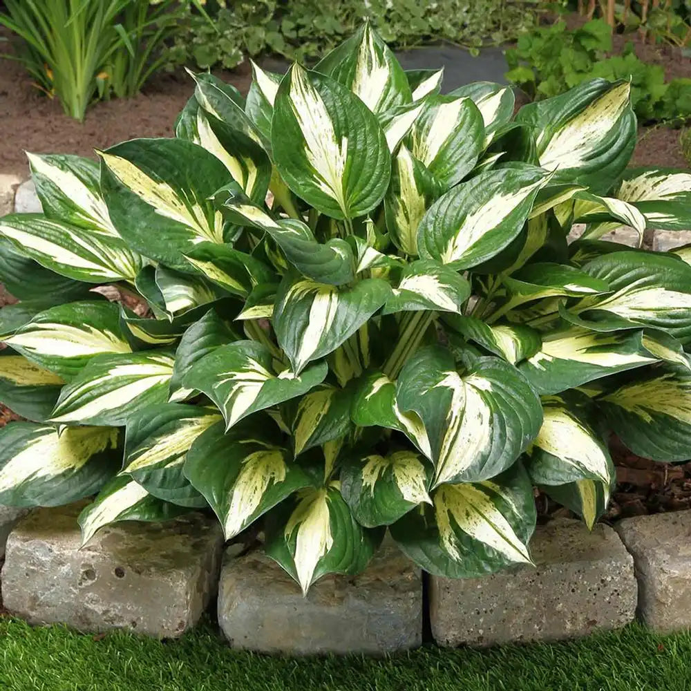 Crin de Toamna (Hosta) Revolution, planta perena decorativa frunze pestrite umbra partiala gradina