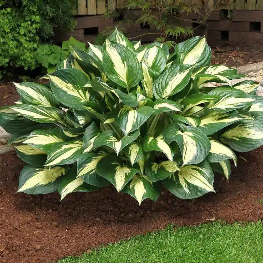 Crin de Toamna (Hosta) Revolution, planta perena decorativa frunze pestrite umbra partiala gradina