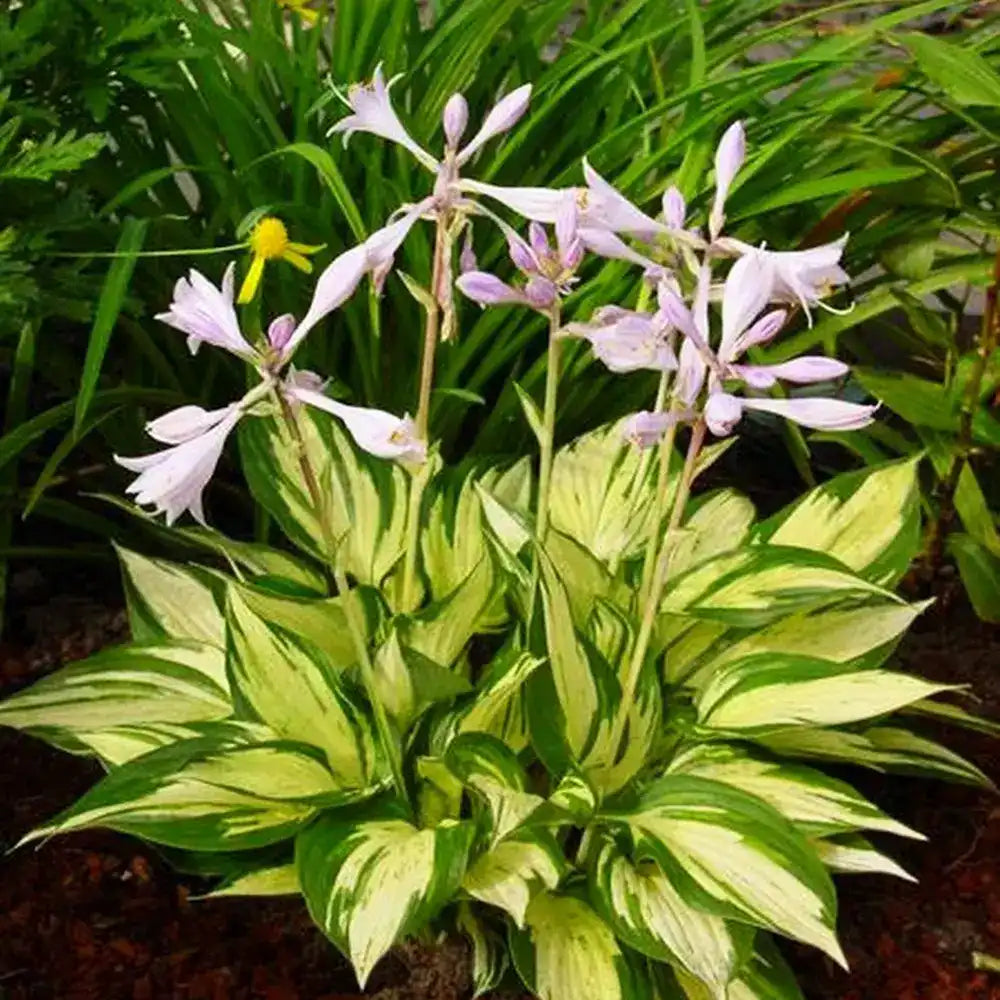 Crin de Toamna (Hosta) Revolution, planta perena decorativa frunze pestrite umbra partiala gradina
