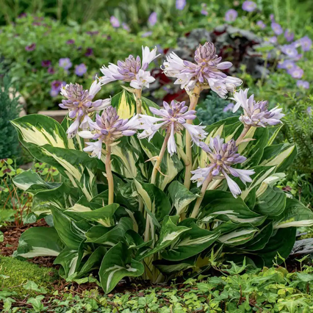 Crin de Toamna (Hosta) Revolution, planta perena decorativa frunze pestrite umbra partiala gradina