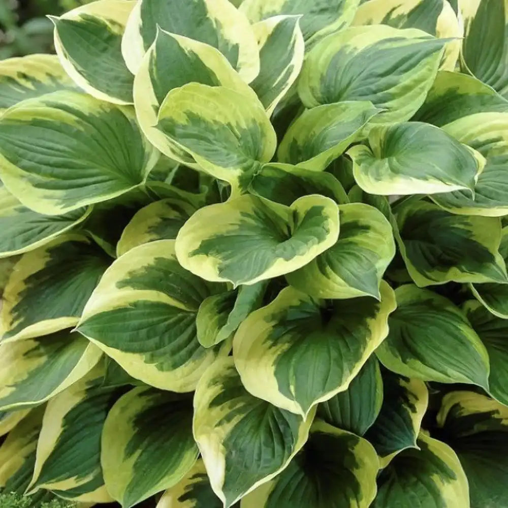 Crin de Toamna (Hosta) Twilight, planta perena decorativa frunze galben-verzui umbra gradina