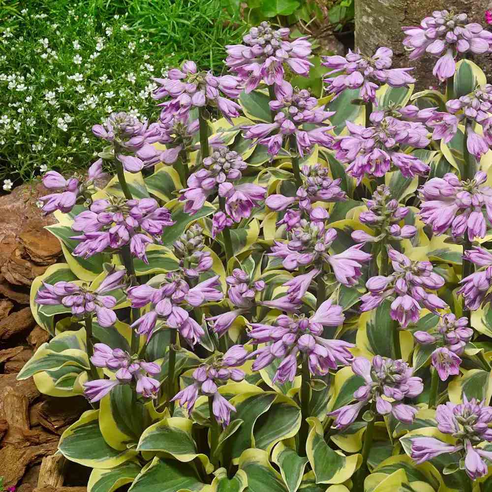 Crin de Toamna (Hosta) Twilight, planta perena decorativa frunze galben-verzui umbra gradina
