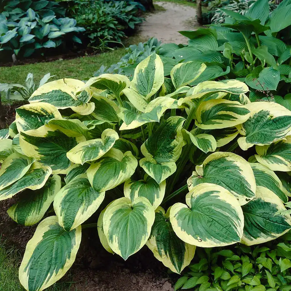 Crin de Toamna (Hosta) Twilight, planta perena decorativa frunze galben-verzui umbra gradina
