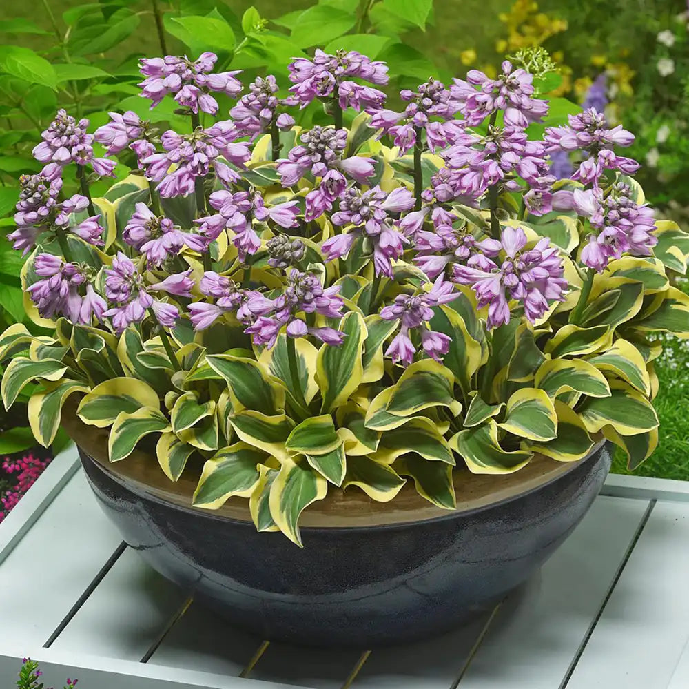 Crin de Toamna (Hosta) Twilight, planta perena decorativa frunze galben-verzui umbra gradina