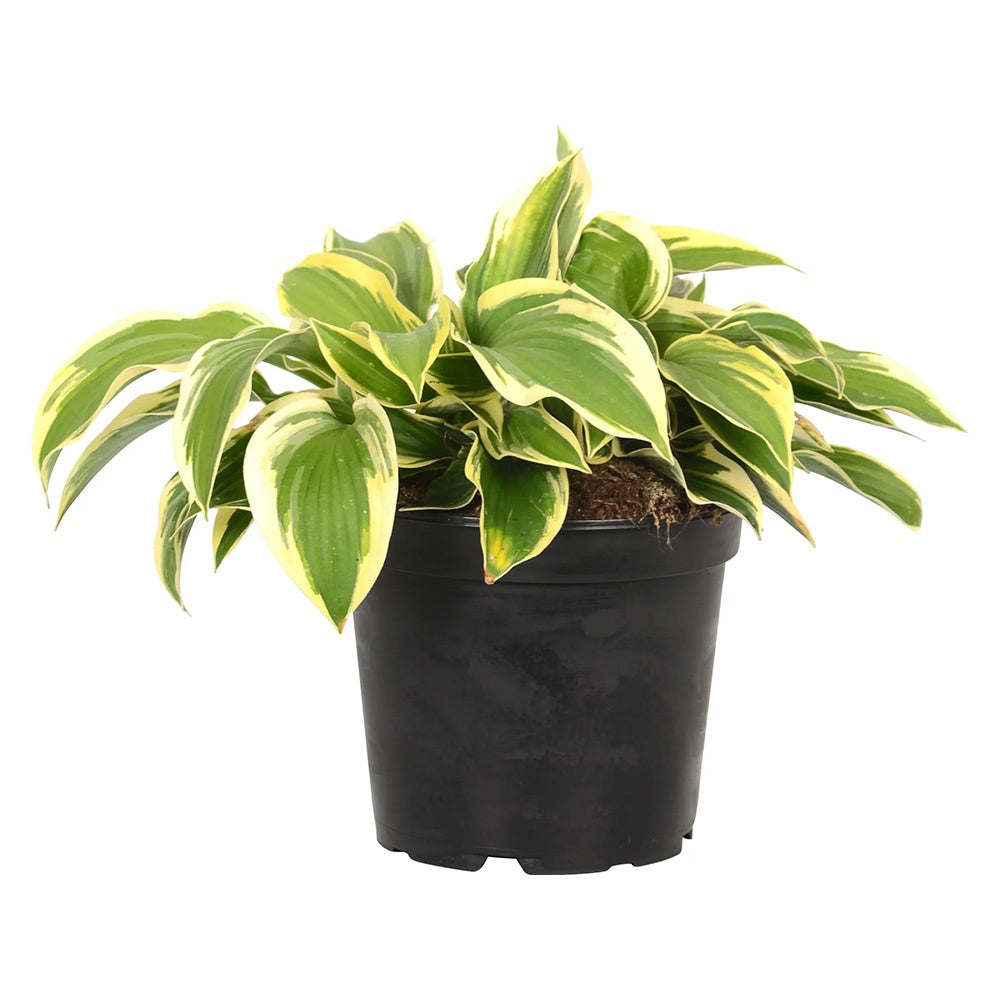 Crin de Toamna Bobcat (Hosta), frunzis spectaculos mari, planta perena pentru umbra si semiumbra