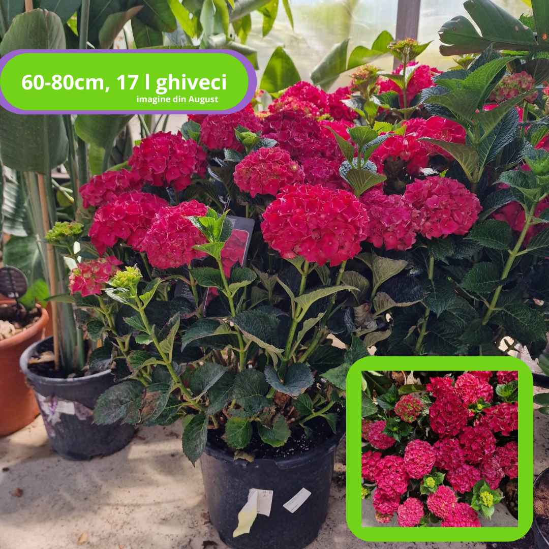 Hortensia de gradina Hot Red, cu flori rosii