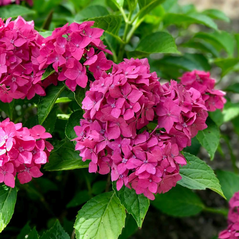 Hortensia de Gradina Pia, arbust compact cu flori roz decorative