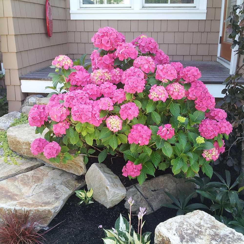 Hortensia de Gradina Pia, arbust compact cu flori roz decorative