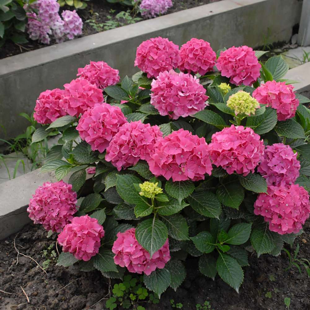 Hortensia de Gradina Pia, arbust compact cu flori roz decorative