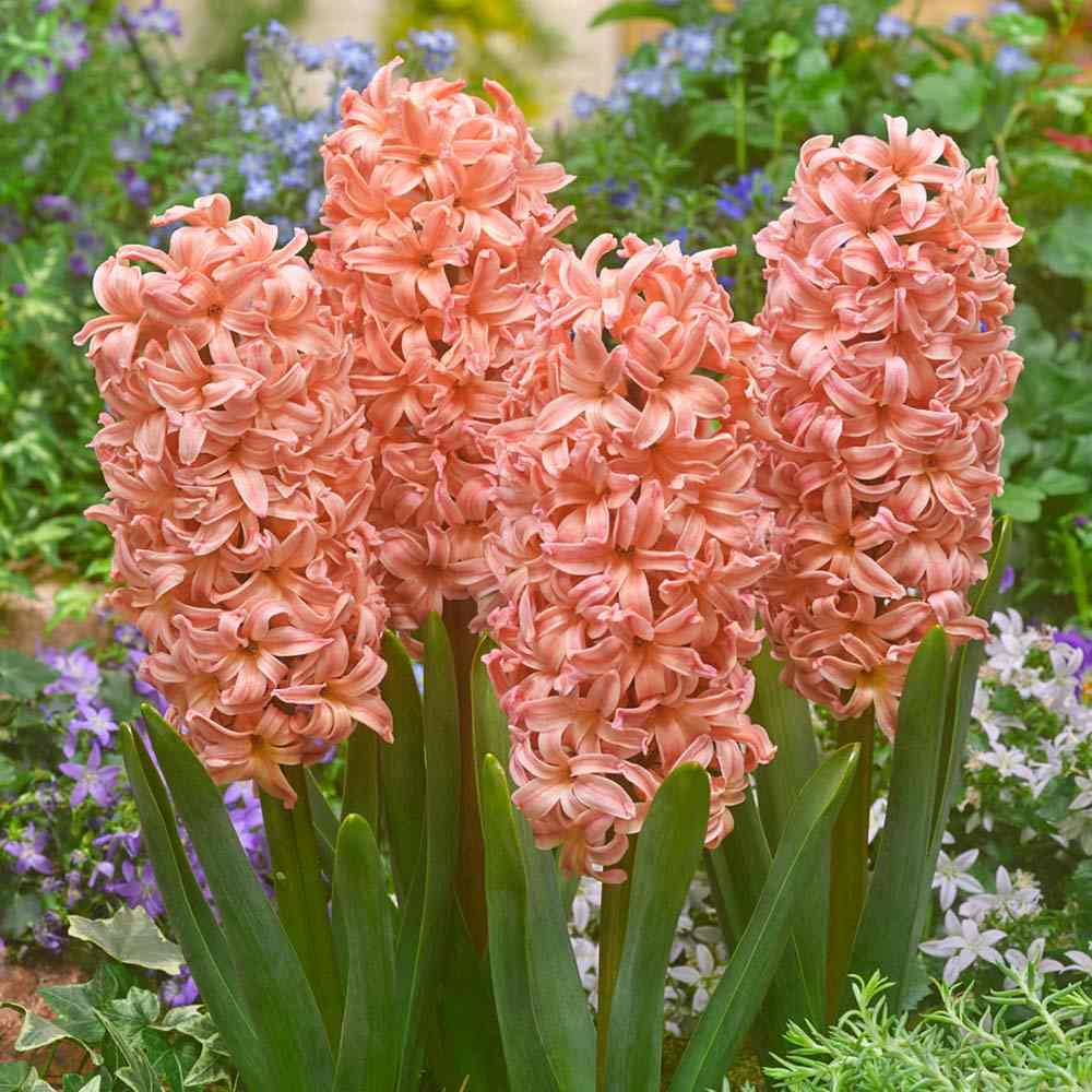 Bulbi Zambile Gipsy Queen, set de 5 bulbi cu flori portocaliu-somon, parfum intens, inflorire primavara