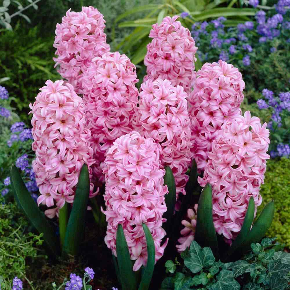 Bulbi Zambile Pink Surprise, set de 5 bulbi cu flori roz intens, parfum puternic, inflorire primavara