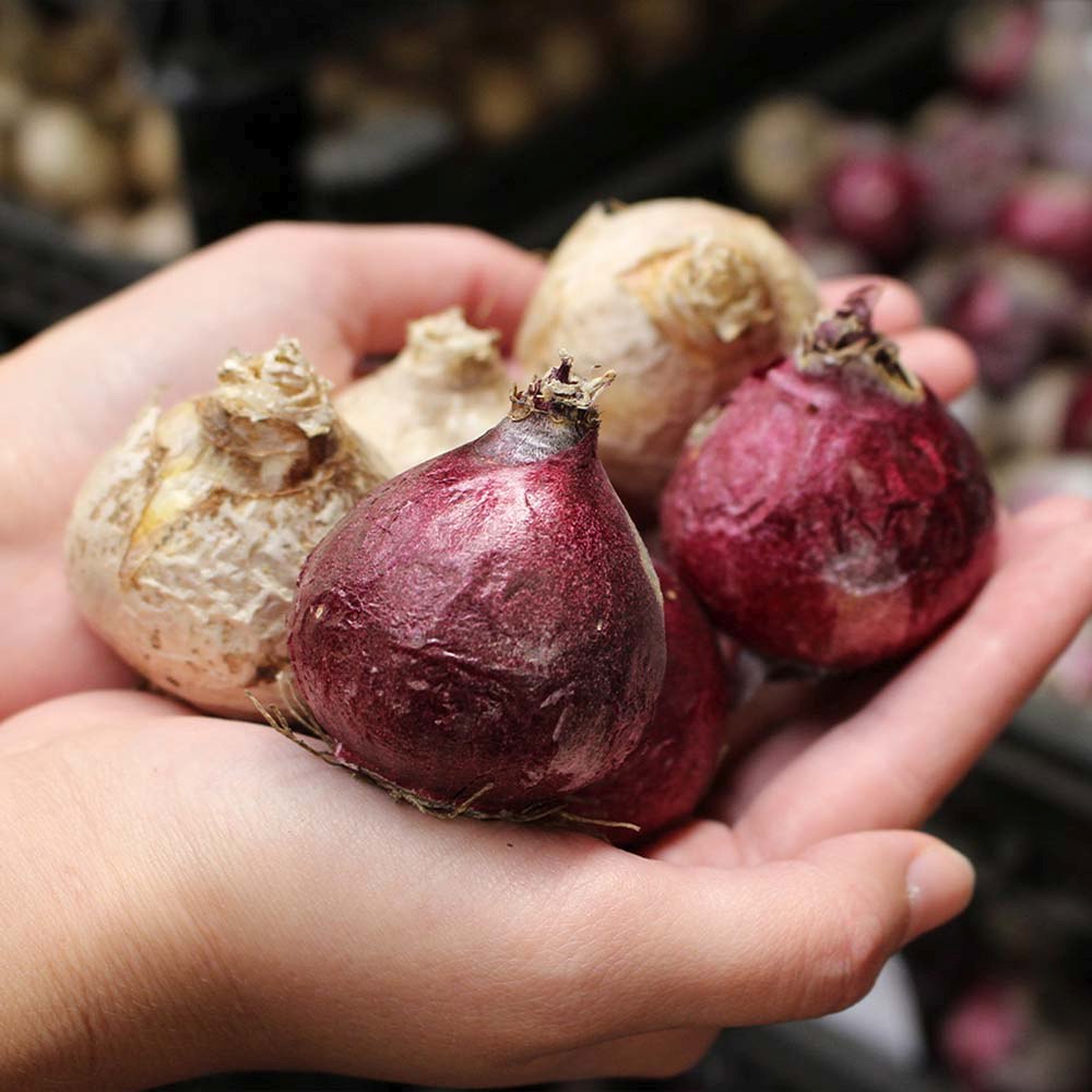 Bulbi Zambile Gipsy Queen, set de 5 bulbi cu flori portocaliu-somon, parfum intens, inflorire primavara