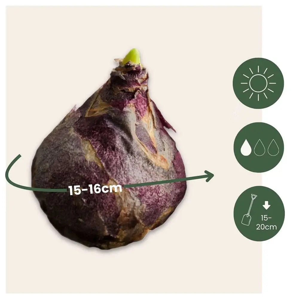 Bulbi Lalele Symbiose Mix, set de 7 buc cu flori roz-fuchsia, piersic si galben, inflorire aprilie, rezistent la frig