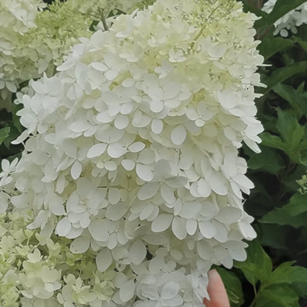 Hortensie paniculata Diamantino – alb-crem – tufa
