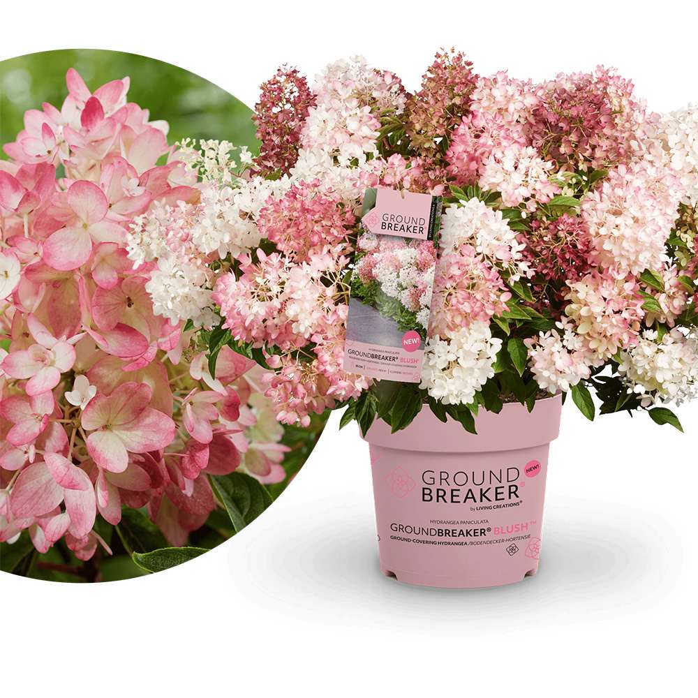 Hortensie de gradina Groundbreaker Blush, hortensie pitica cu flori roz-crem parfumate, joc de culori, rezistenta la frig, acoperitoare de sol