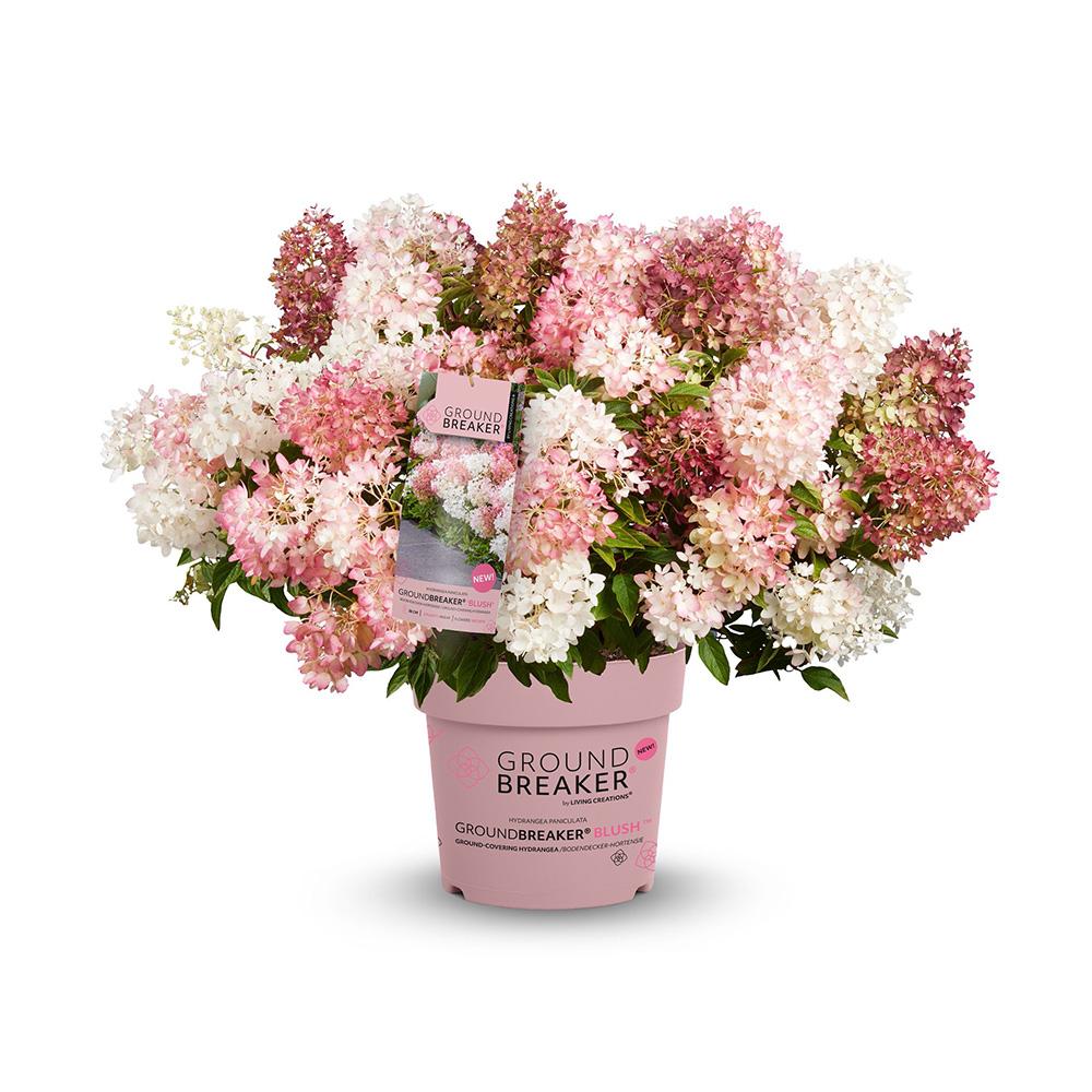 Hortensie de gradina Groundbreaker Blush, hortensie pitica cu flori roz-crem parfumate, joc de culori, rezistenta la frig, acoperitoare de sol