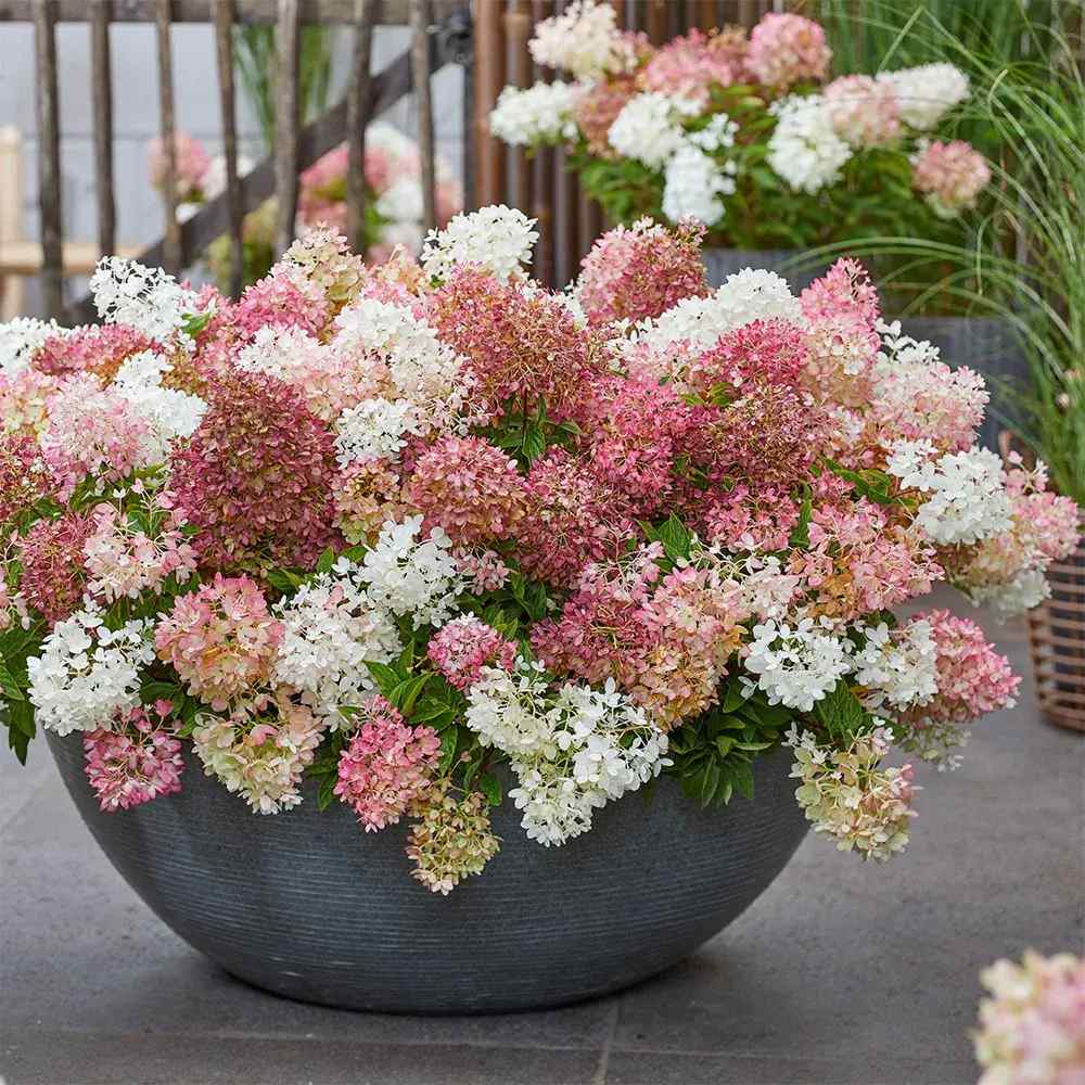 Hortensie de gradina Groundbreaker Blush, hortensie pitica cu flori roz-crem parfumate, joc de culori, rezistenta la frig, acoperitoare de sol