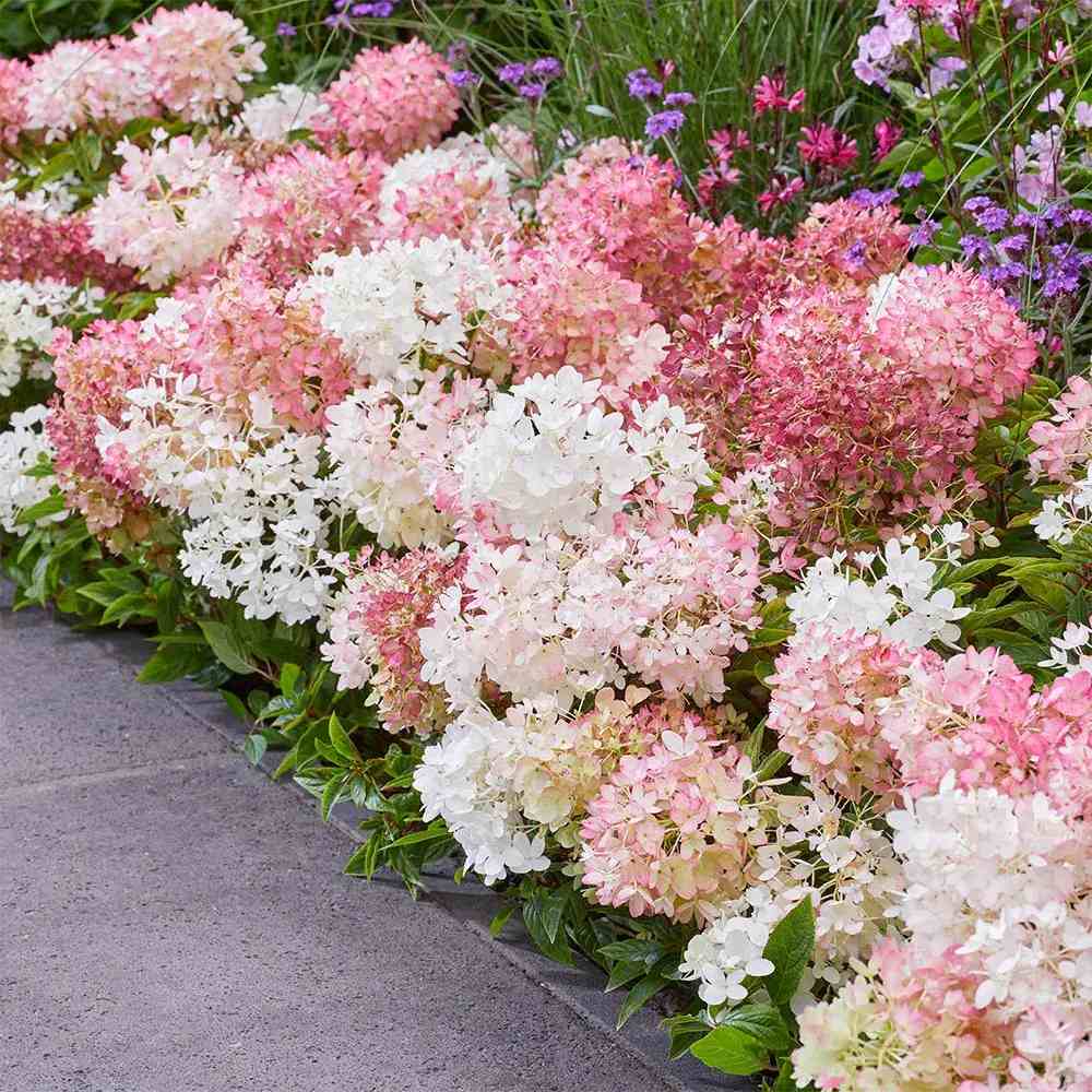 Hortensie de gradina Groundbreaker Blush, hortensie pitica cu flori roz-crem parfumate, joc de culori, rezistenta la frig, acoperitoare de sol