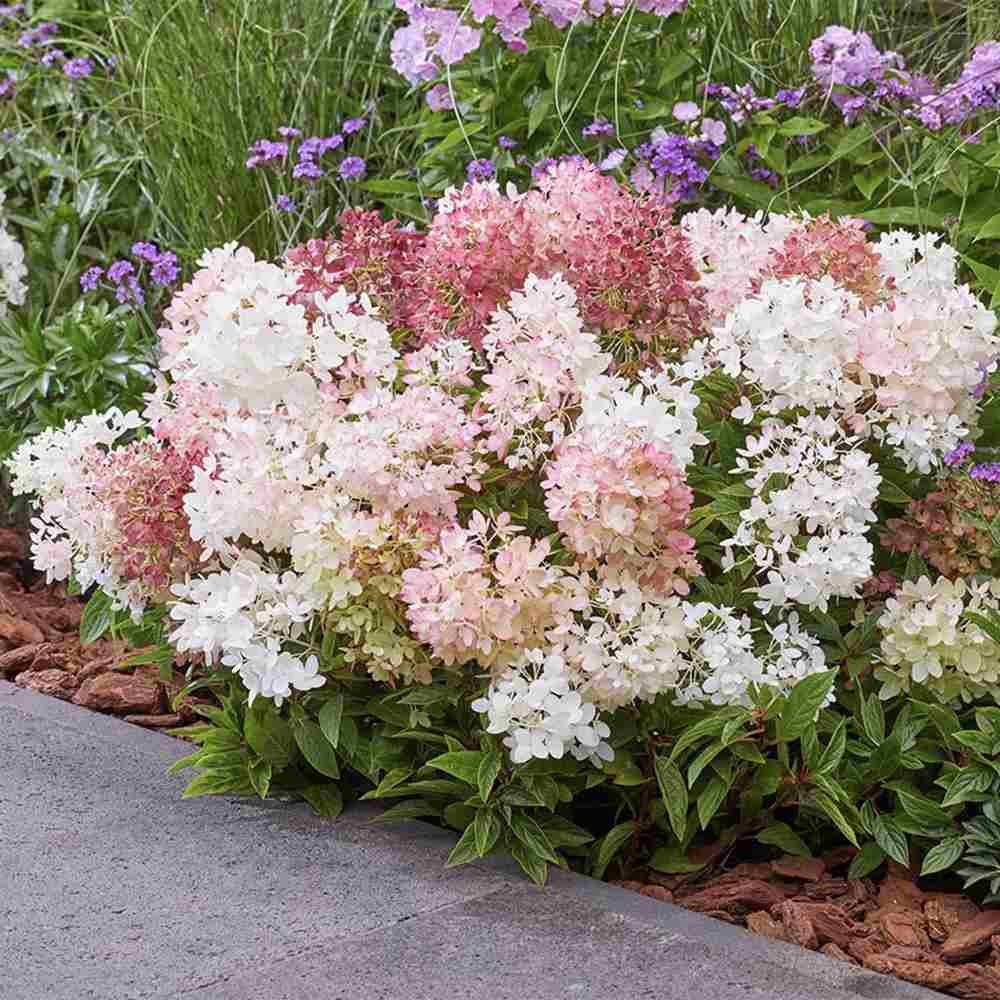 Hortensie de gradina Groundbreaker Blush, hortensie pitica cu flori roz-crem parfumate, joc de culori, rezistenta la frig, acoperitoare de sol