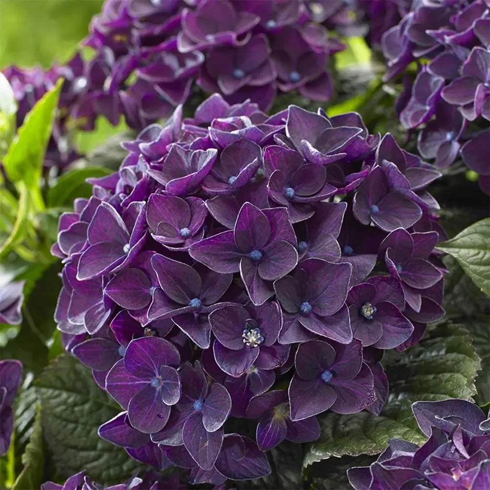 Hortensia de gradina Deep Purple Dance, cu flori mov