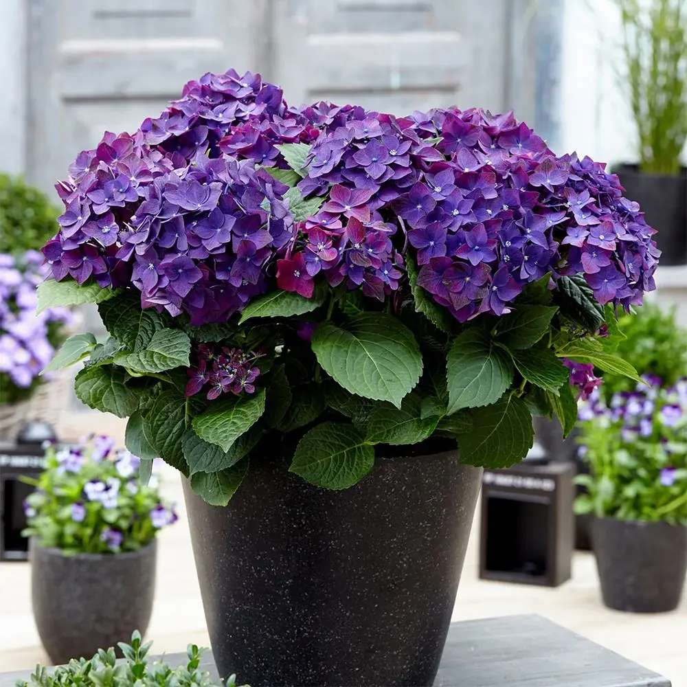 Hortensia de gradina Deep Purple Dance, cu flori mov