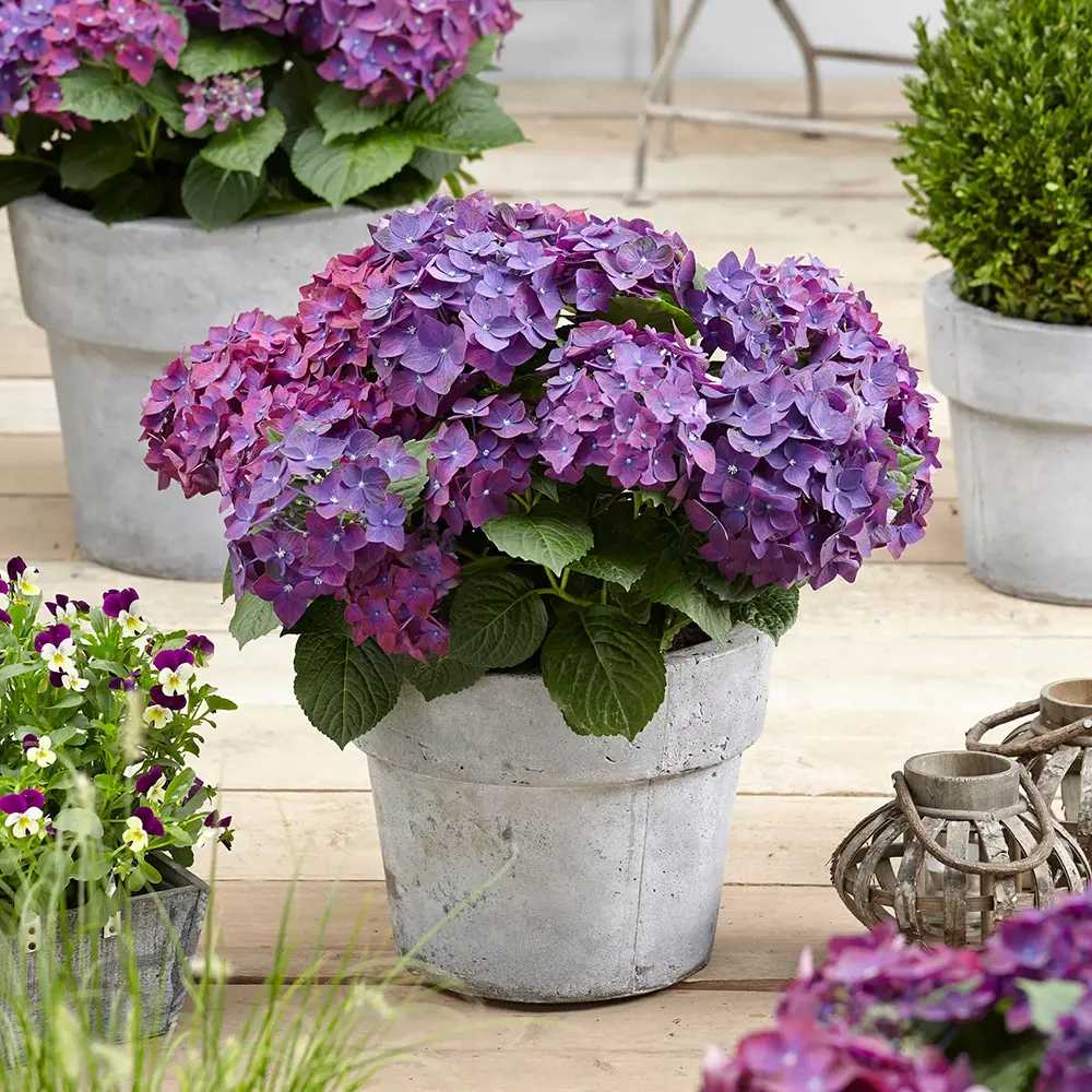 Hortensia de gradina Deep Purple Dance, cu flori mov