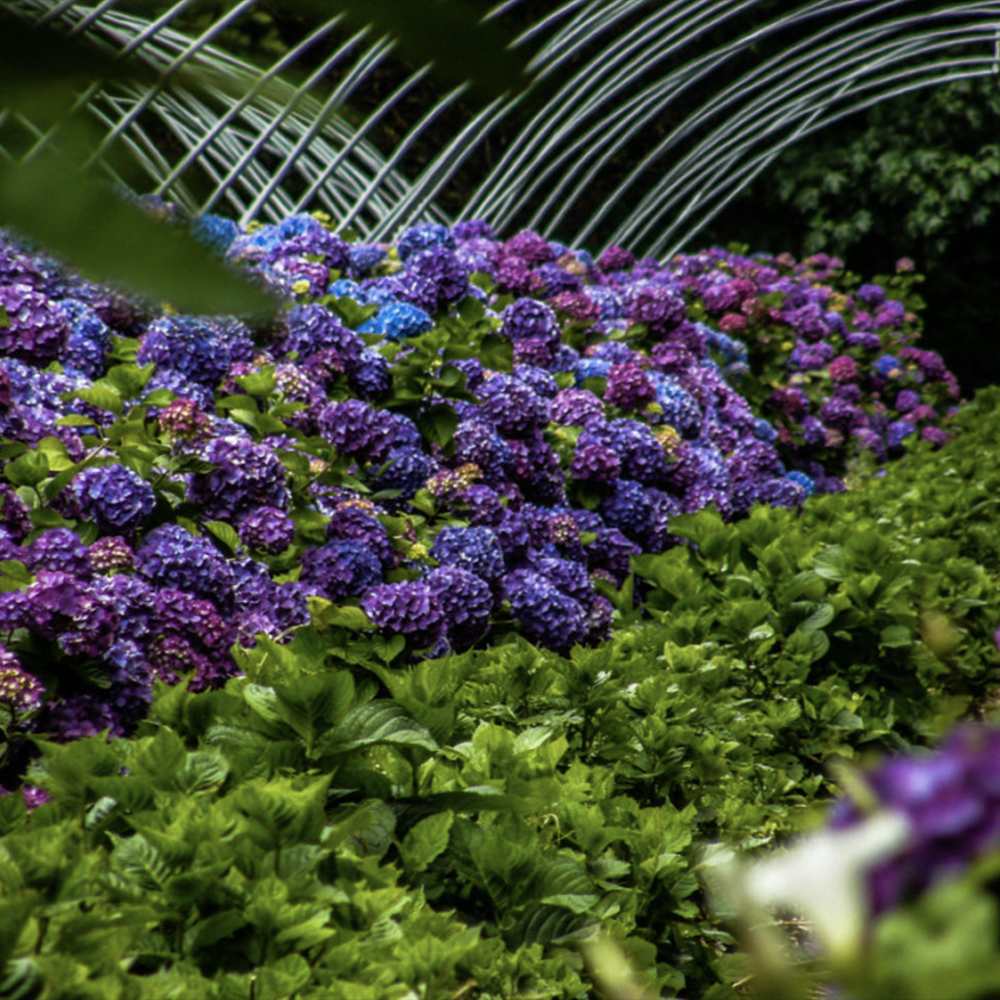 Hortensia de gradina Deep Purple Dance, cu flori mov