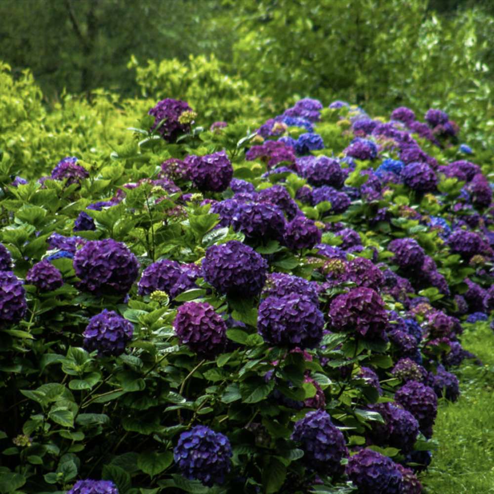 Hortensia de gradina Deep Purple Dance, cu flori mov