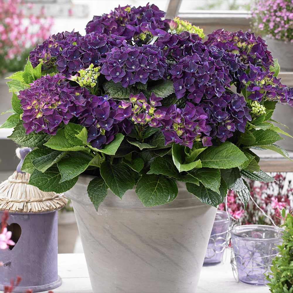 Hortensia de gradina Deep Purple Dance, cu flori mov