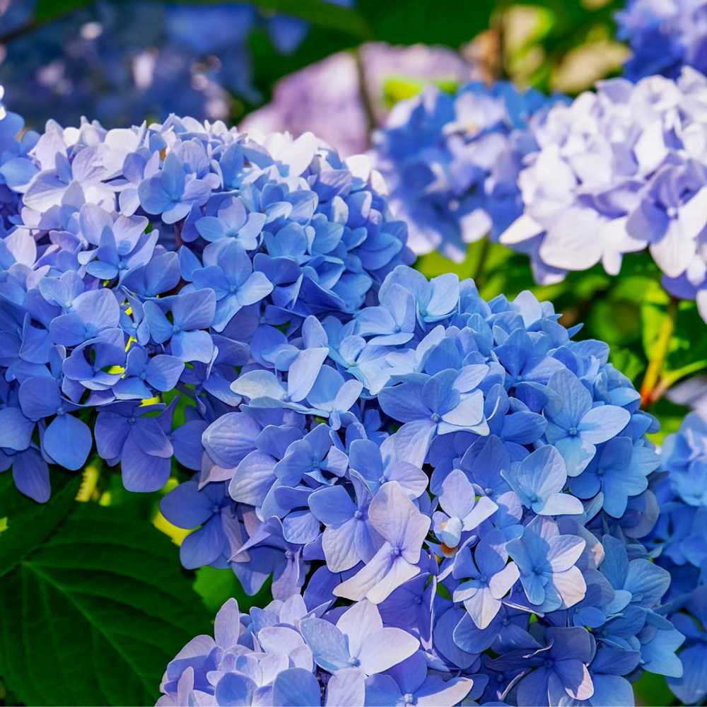 Hortensie macrophylla Early Blue – albastra