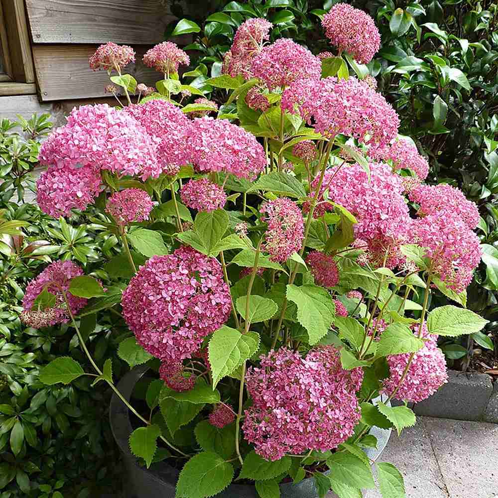 Hortensia de gradina Pink Annabelle, cu flori roz-pal