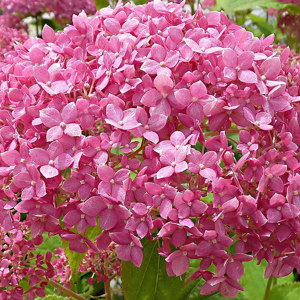 Hortensia de gradina Pink Annabelle, cu flori roz-pal