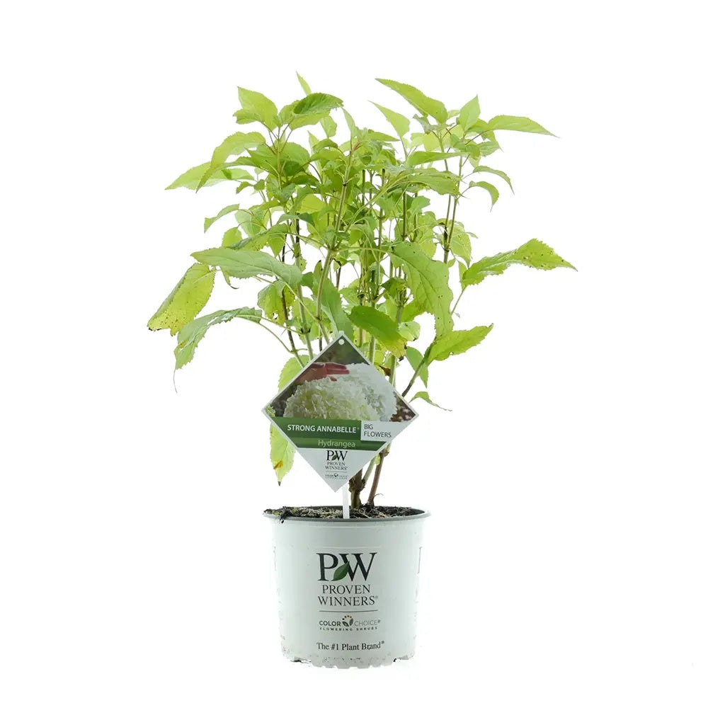 Hortensie de gradina Annabelle, cu flori albe uriase sferice, inflorire lunga, crestere rapida