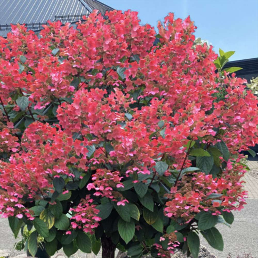 Hortensie de Gradina Tip Copacel Wim'S Red, pomisor cu flori mari schimbatoare de la alb la rosu, inflorire lunga vara-toamna