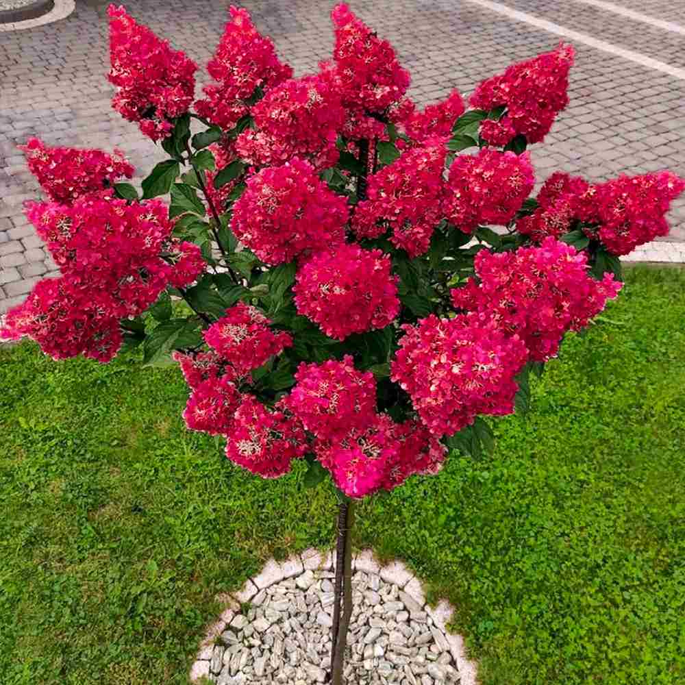 Hortensie de Gradina Tip Copacel Wim'S Red, pomisor cu flori mari schimbatoare de la alb la rosu, inflorire lunga vara-toamna