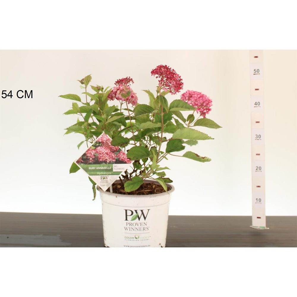 Hortensia de gradina Ruby Annabelle, cu flori rosii-rubiniu