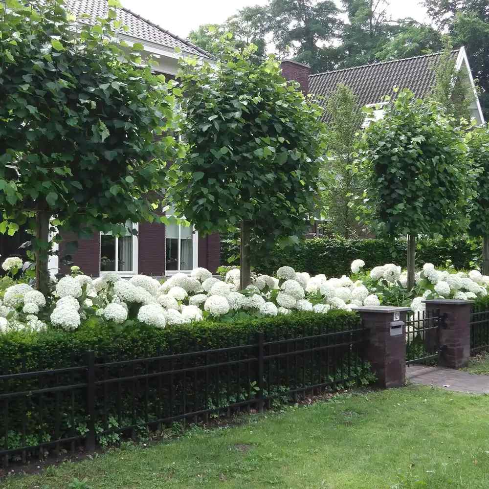 Hortensie de gradina Annabelle, cu flori albe uriase sferice, inflorire lunga, crestere rapida