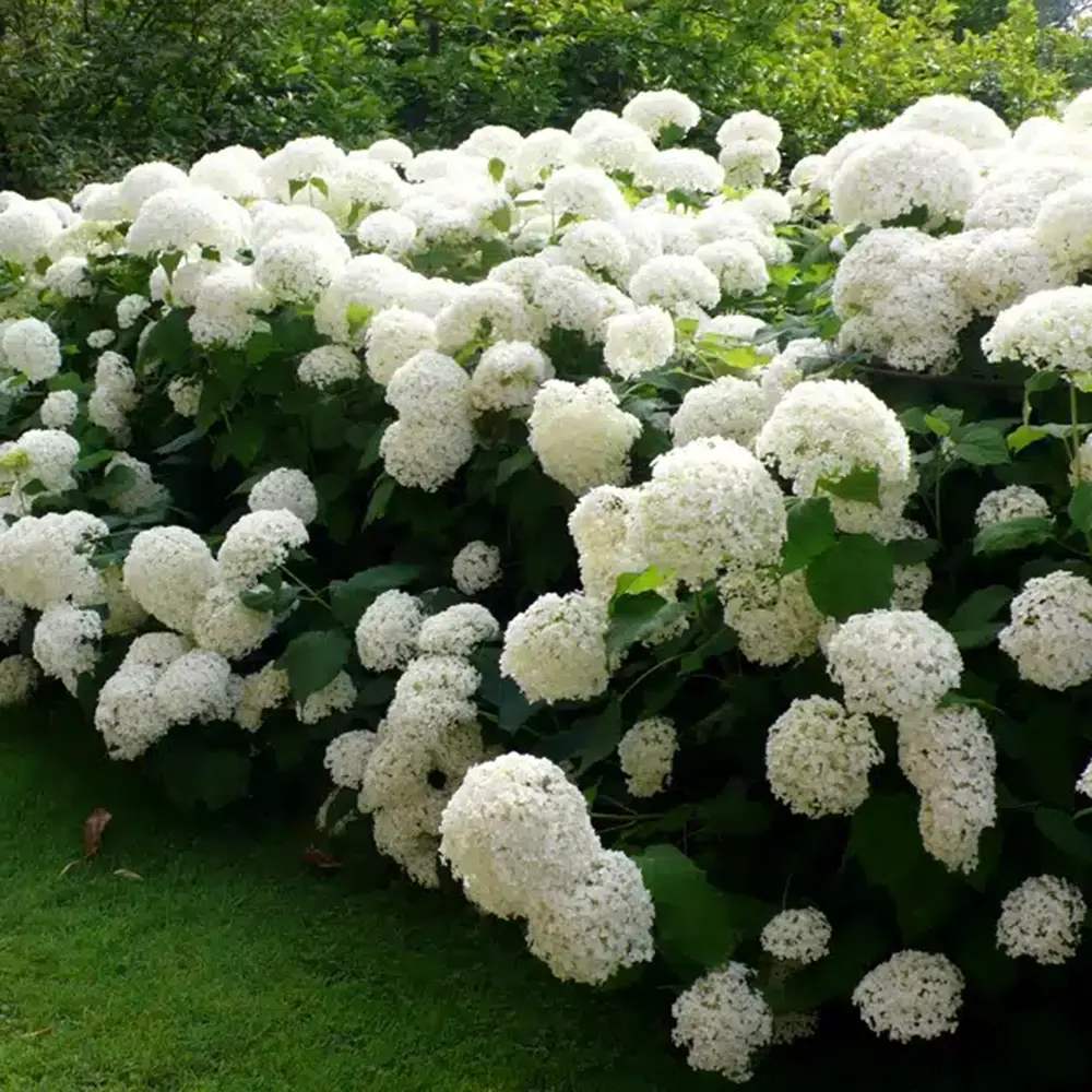 Hortensie de gradina Annabelle, cu flori albe uriase sferice, inflorire lunga, crestere rapida