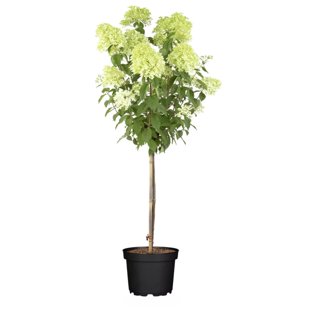 Hortensie de gradina Annabelle Tip Copacel, cu flori mari, sferice, rezistenta, decor de gradina